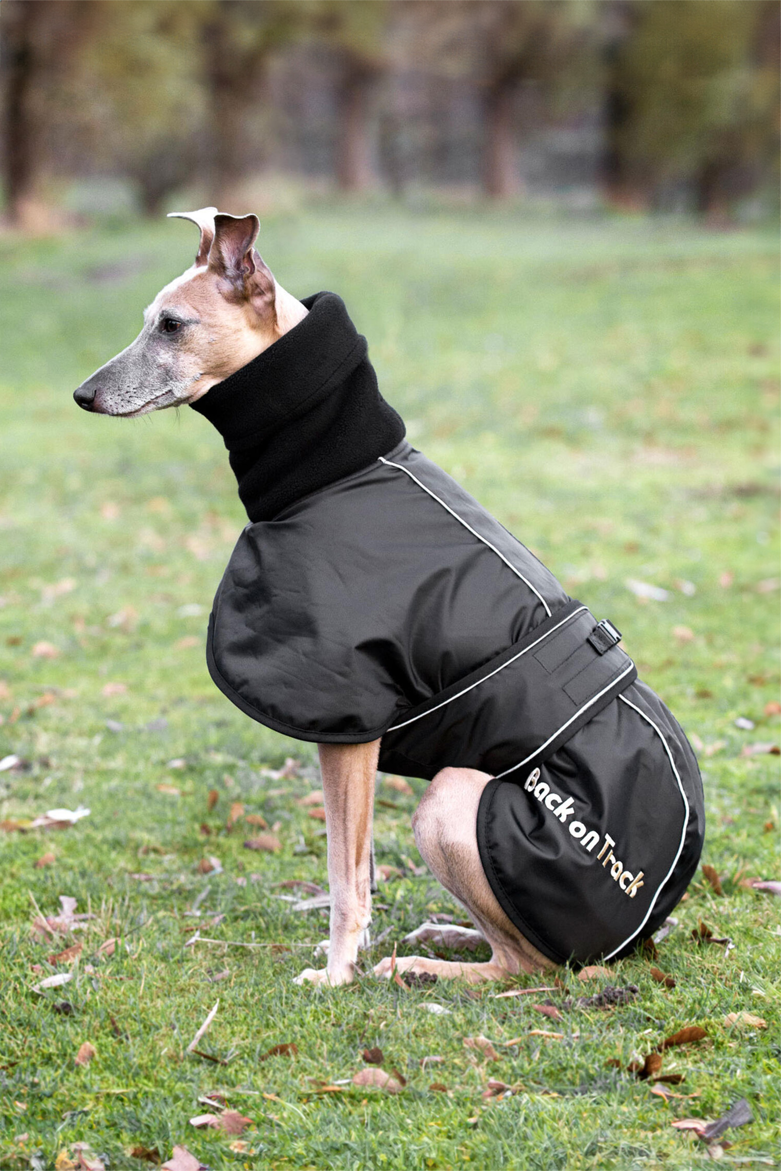 Back on Track Whippet, Coperta per cani XS-M