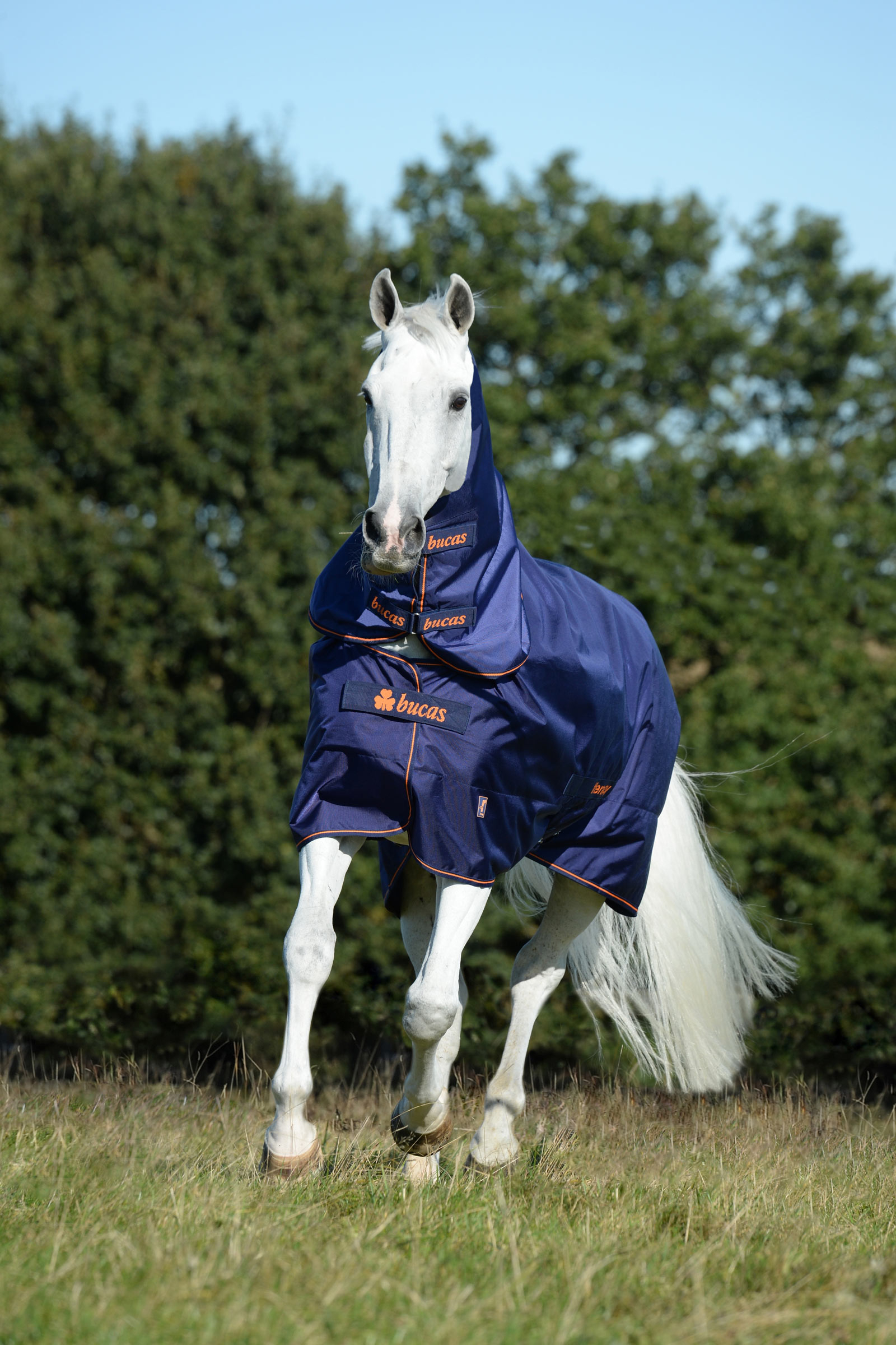 Bucas Therapy colletto