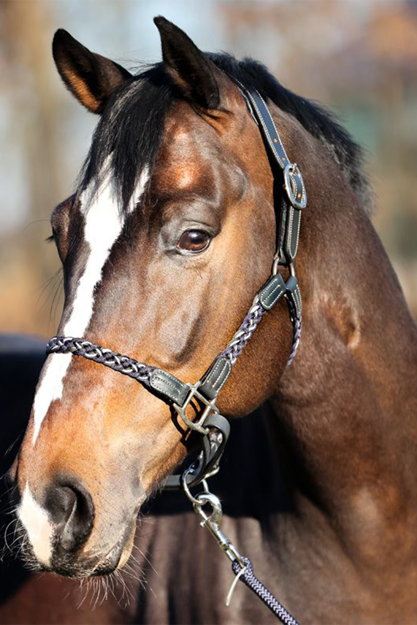 Kavalkade Tessa Capezza intrecciata