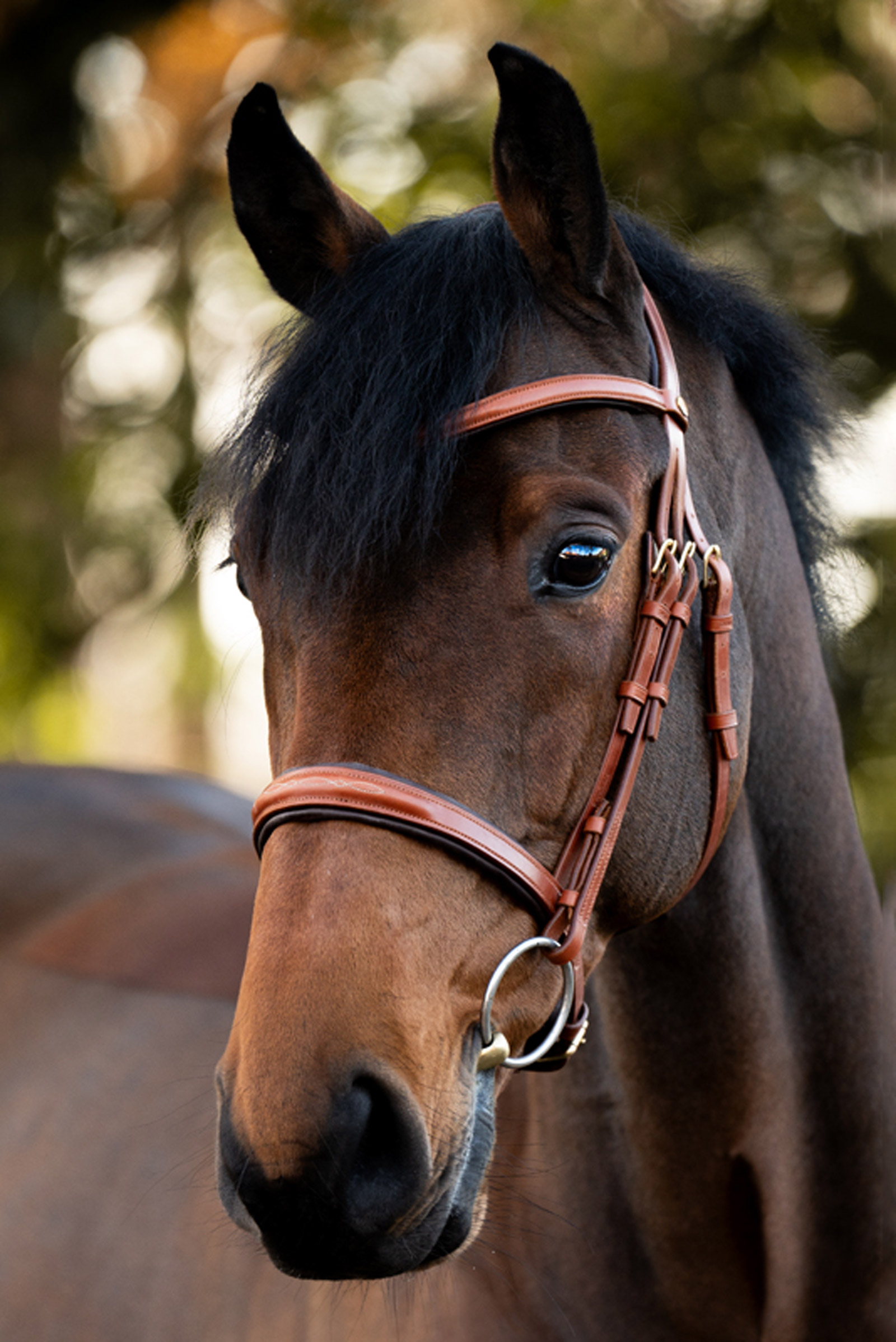 Kavalkade Robin Briglia Inglese