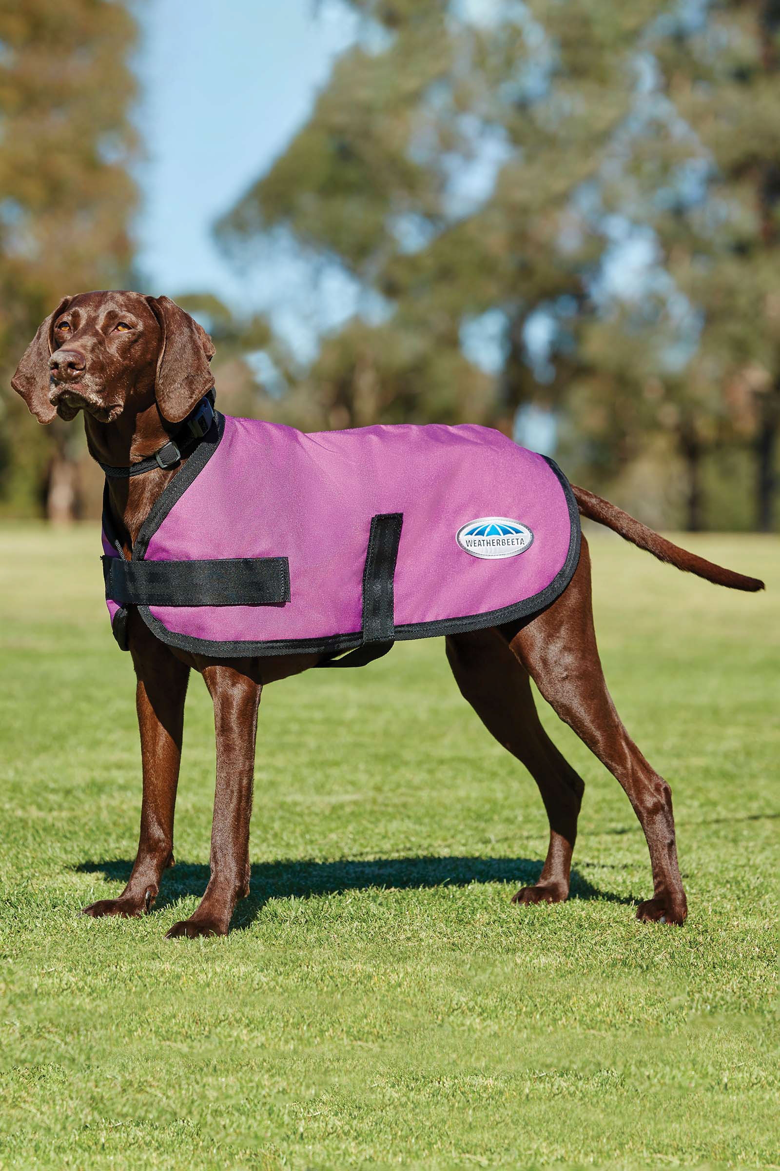 Pink Weatherbeeta Comfitec Cappotto per cani classico (25-40 cm)