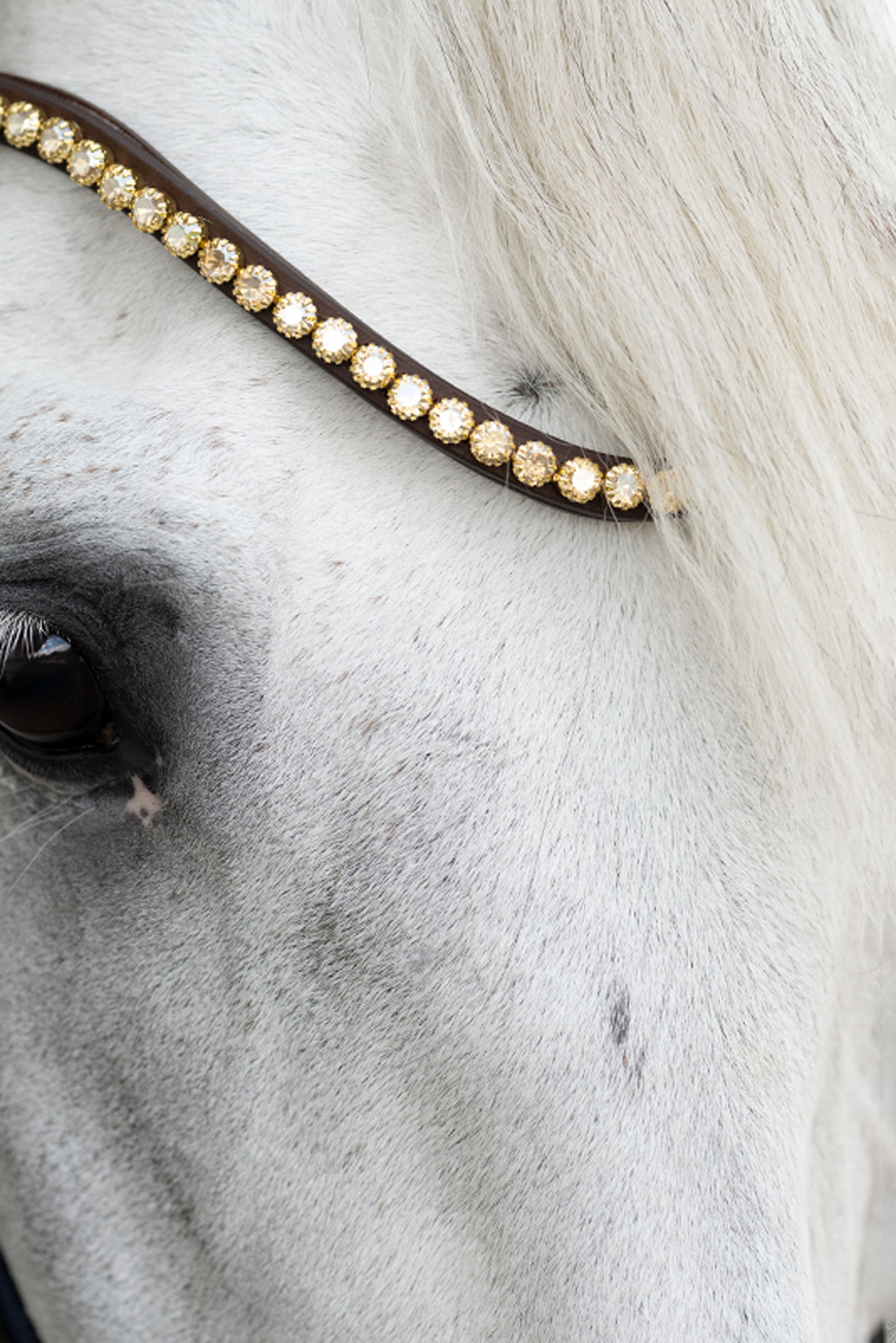 Kavalkade Caliano Briglia Inglese