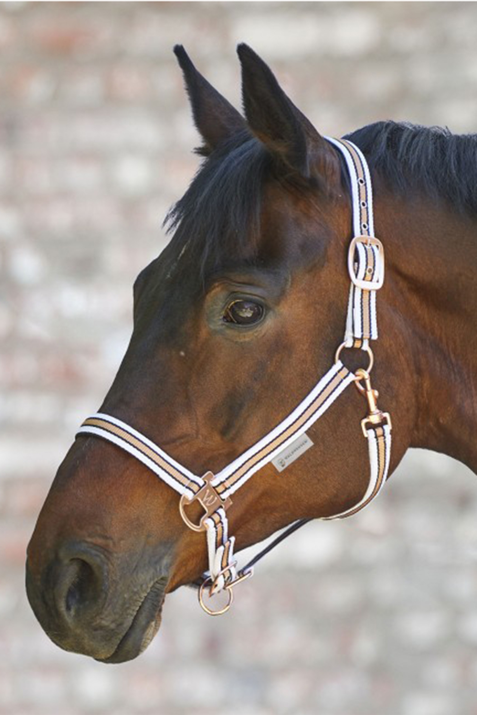 Waldhausen Shine Capezza