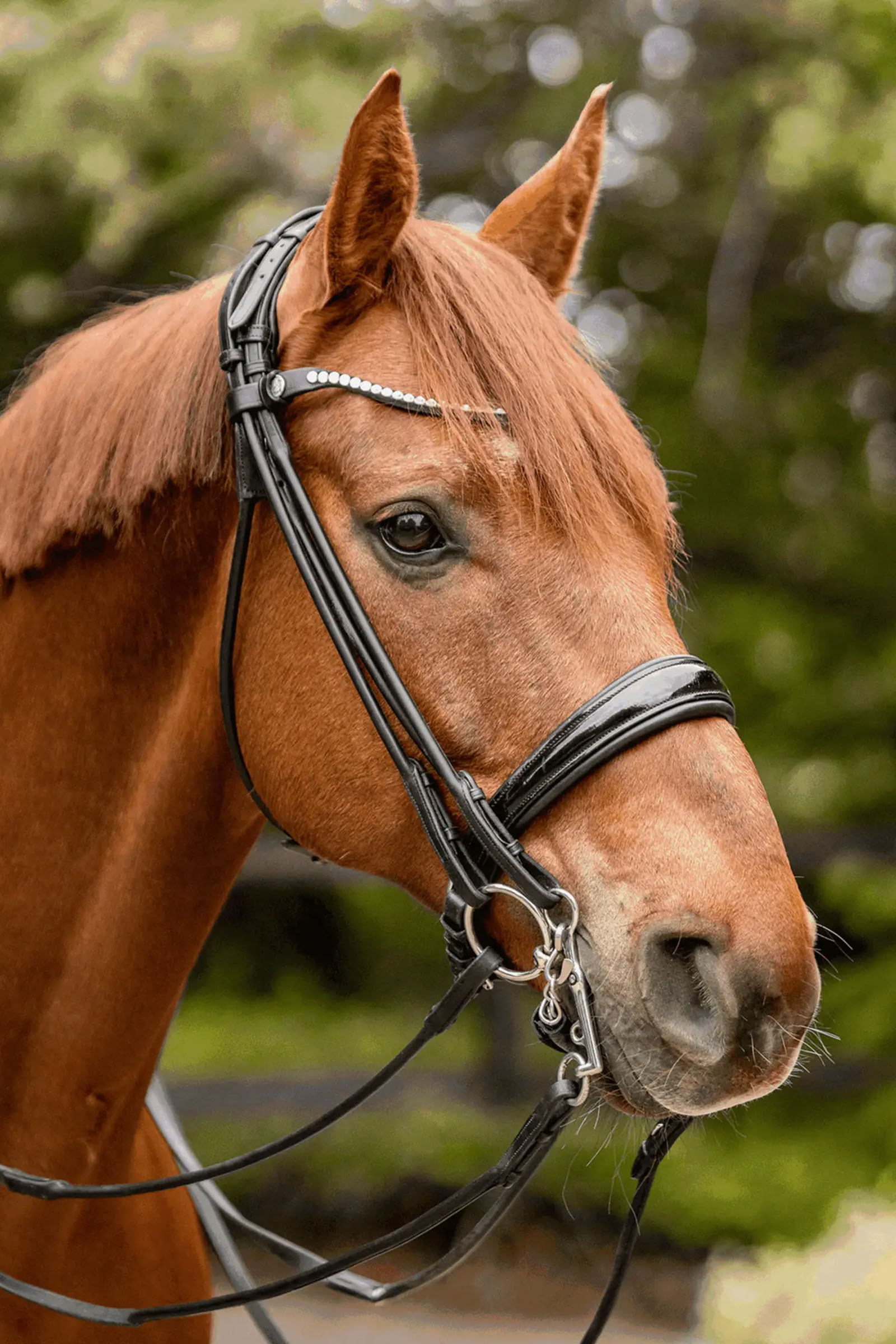 Sprenger Novocontact Weymouth 14mm Sensogan con bracci in acciaio inox da 5cm