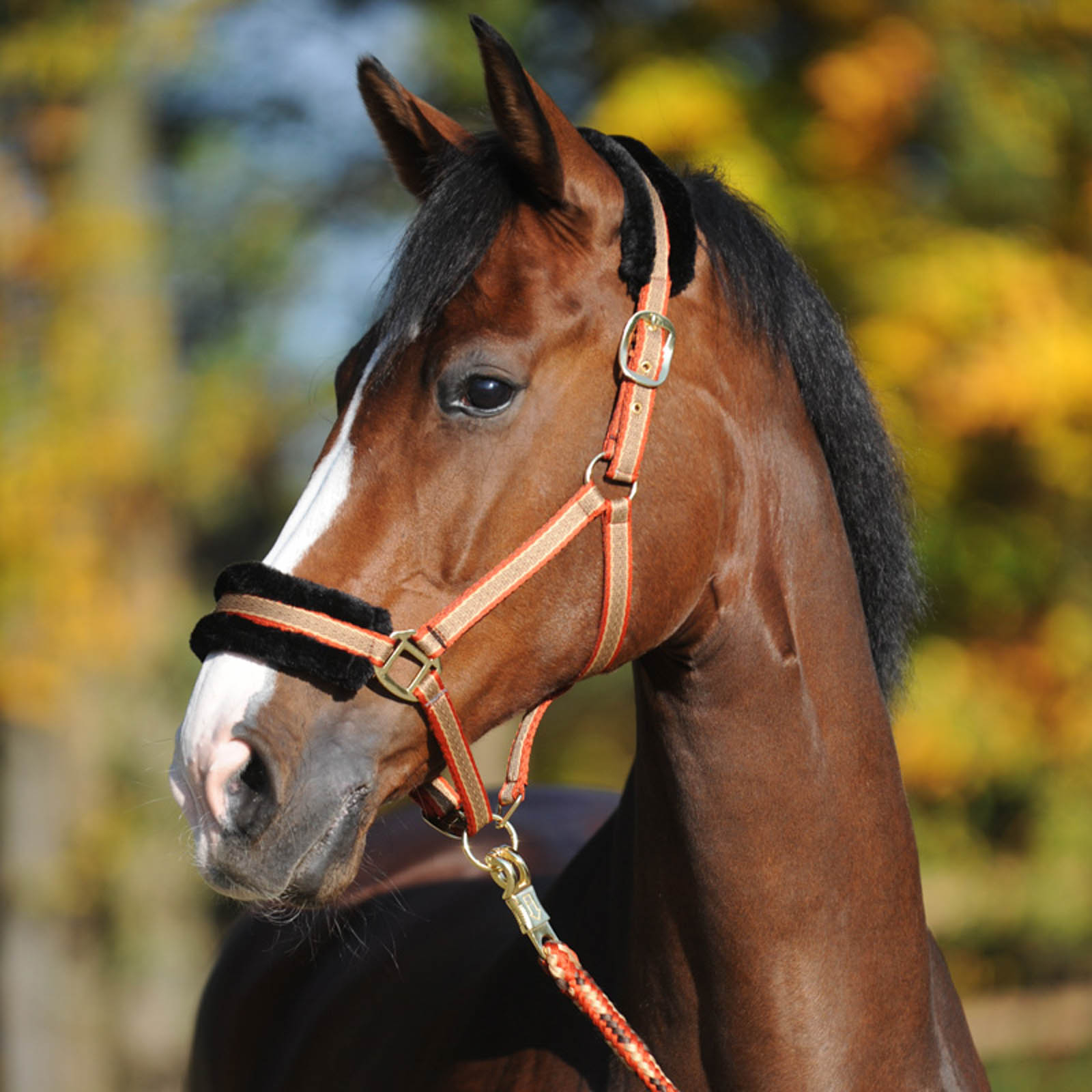 Cavezza Kavalkade Gretchen