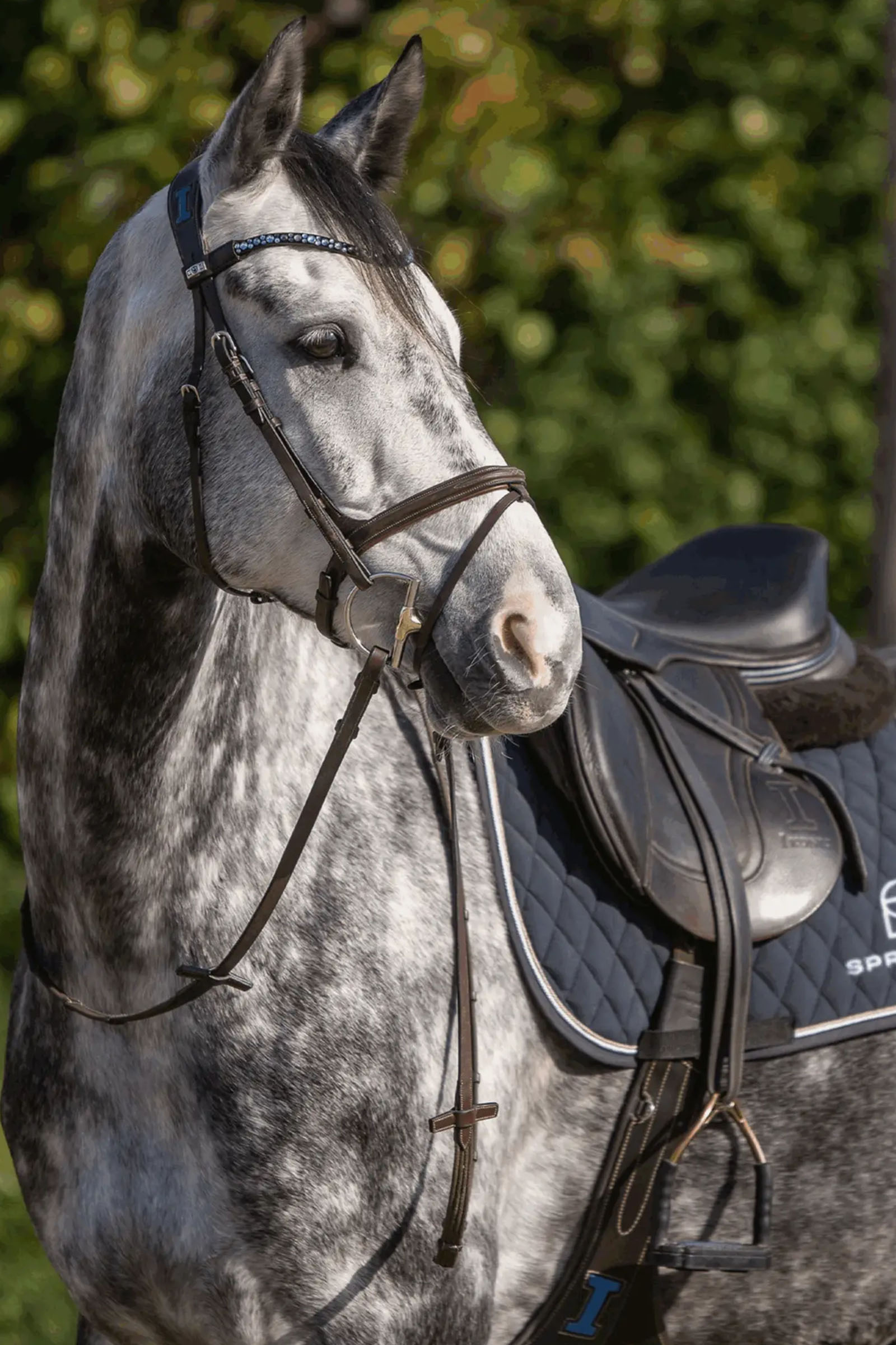 Sprenger Dynamic RS morso a D Hunter, 14 mm, snodato singolo, Sensogan, anello a D 70 mm