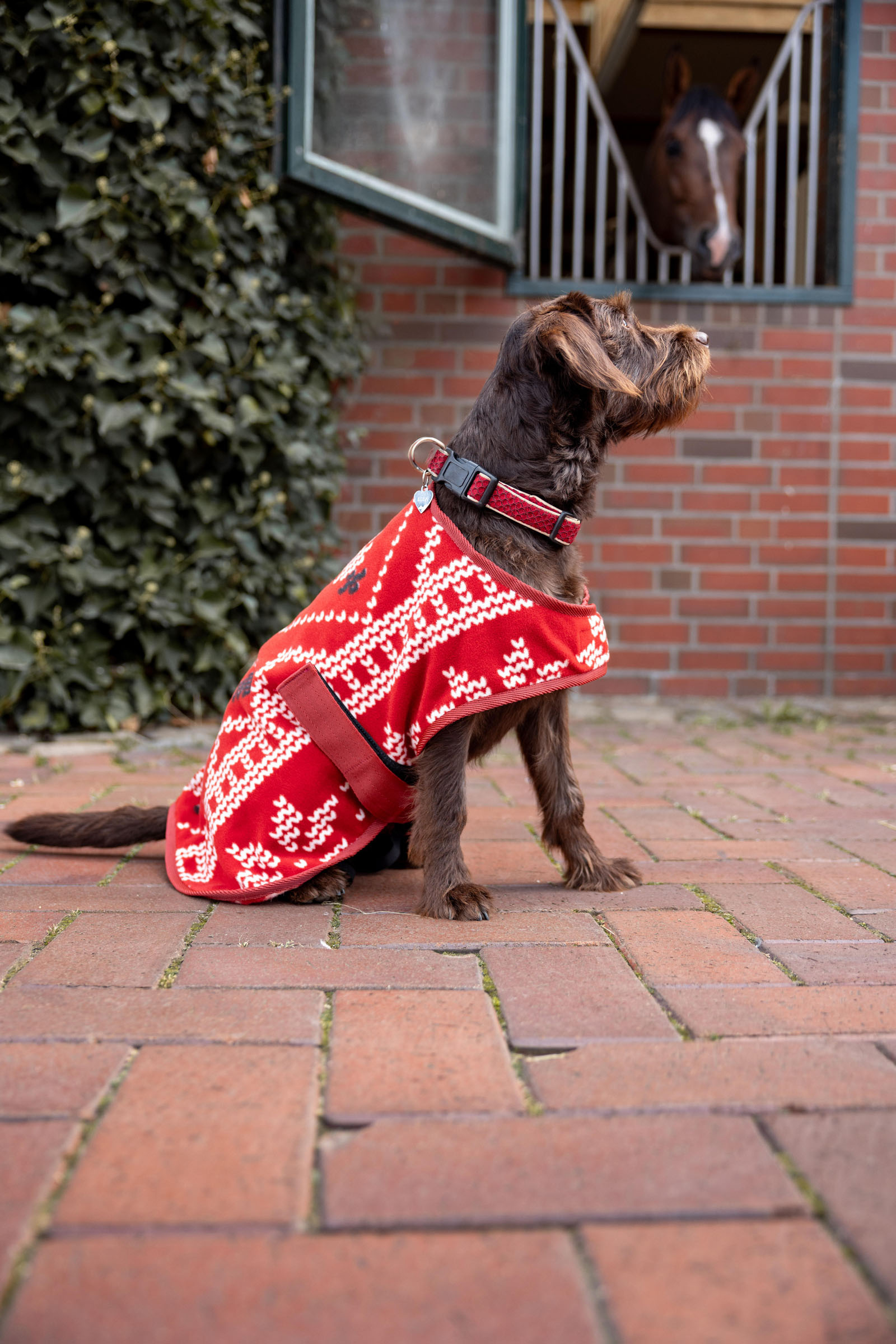 Maglione di Natale per cani Horze