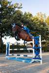 B Vertigo Darcey Giacca da equitazione in pile 