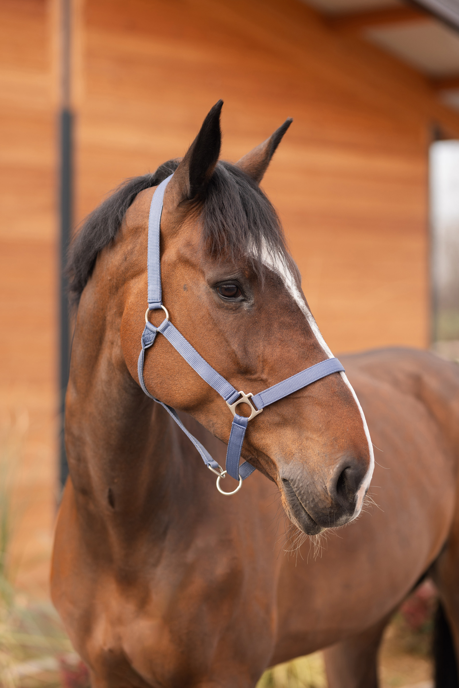 Horze Cavezza Rose Tonique