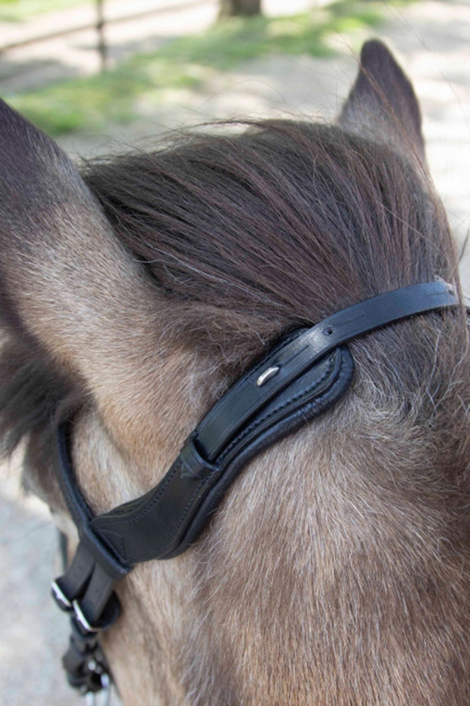 Waldhausen Anatomica Cavezza Islandese