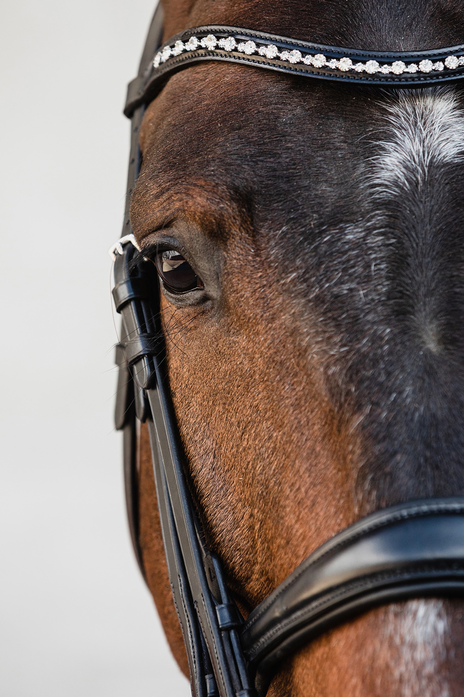 Briglia doppia anatomica Schockem&ouml;hle Sports Milton