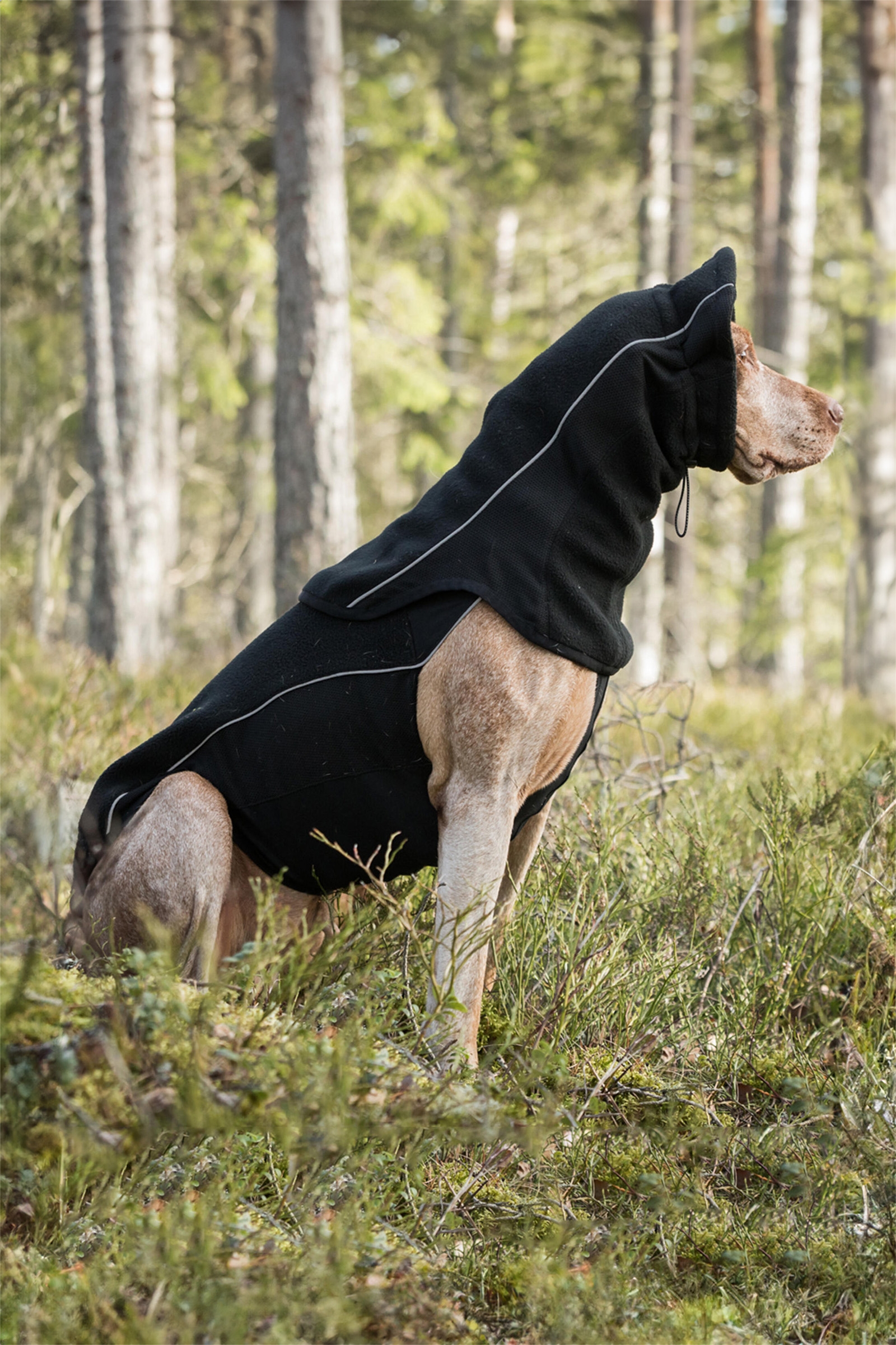 Back on Track Benji Scaldacollo per cani