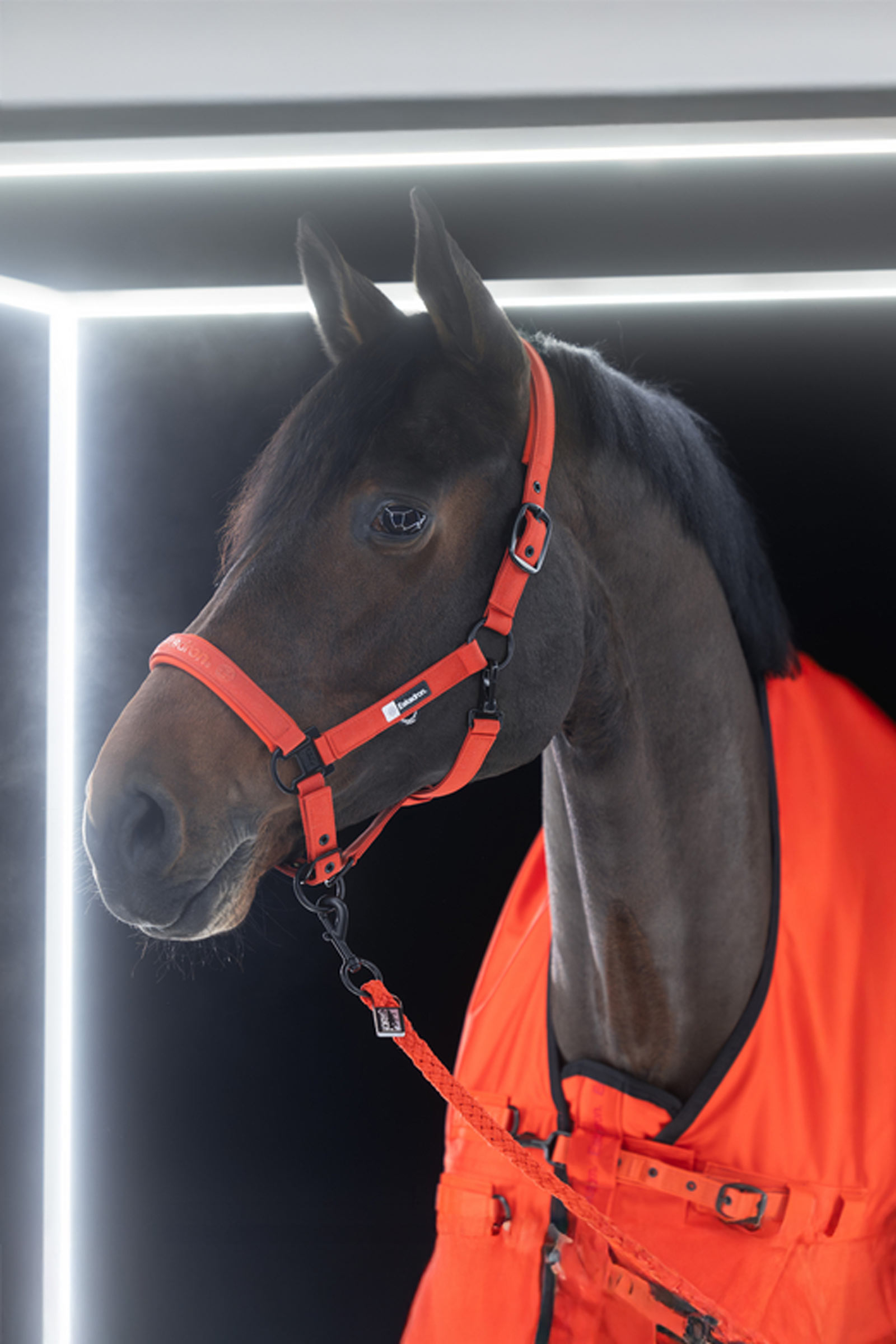 Eskadron Dynamics AW25 Beta coperta da paddock, 50 g