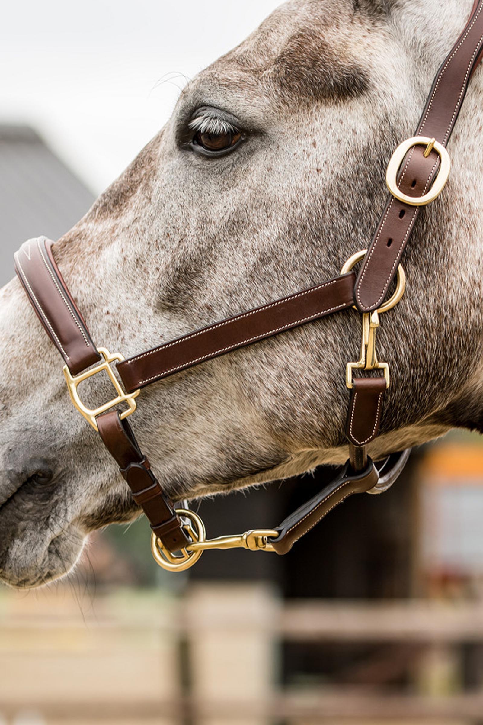 Trust Equestrian Halter San Miguel