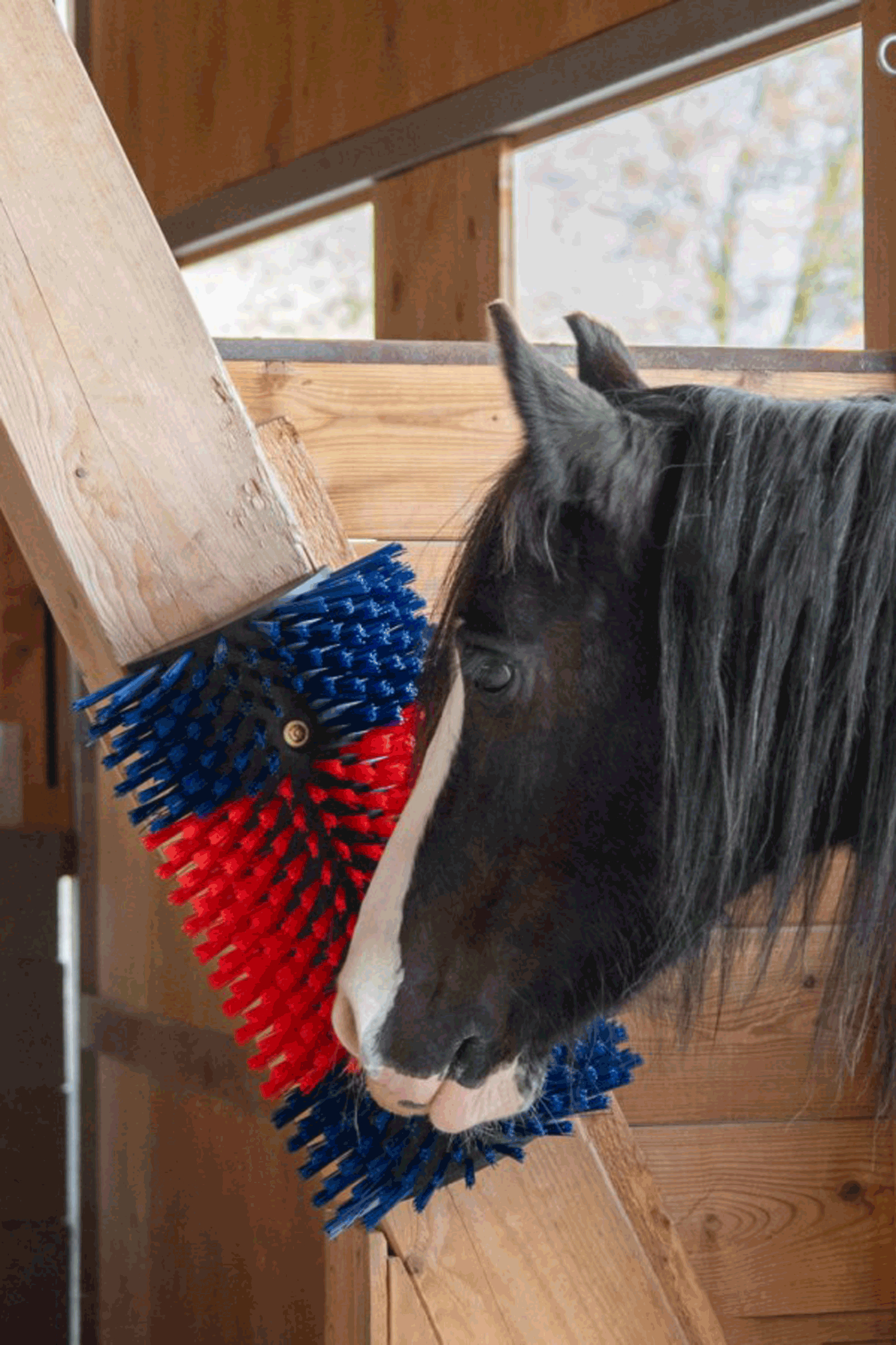 Spazzola grattante XL Kerbl, rotonda