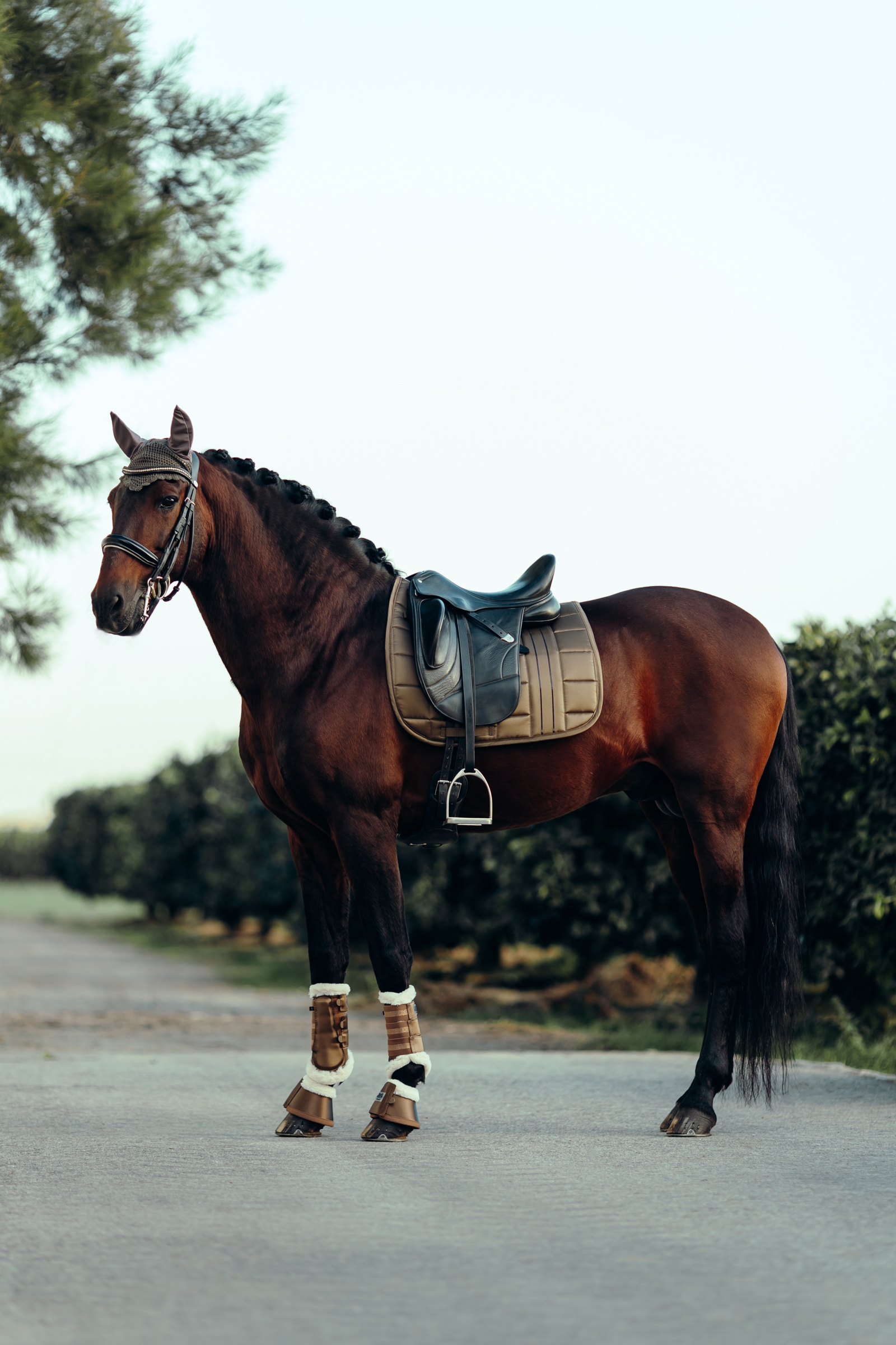 B Vertigo Drew Sottosella da dressage