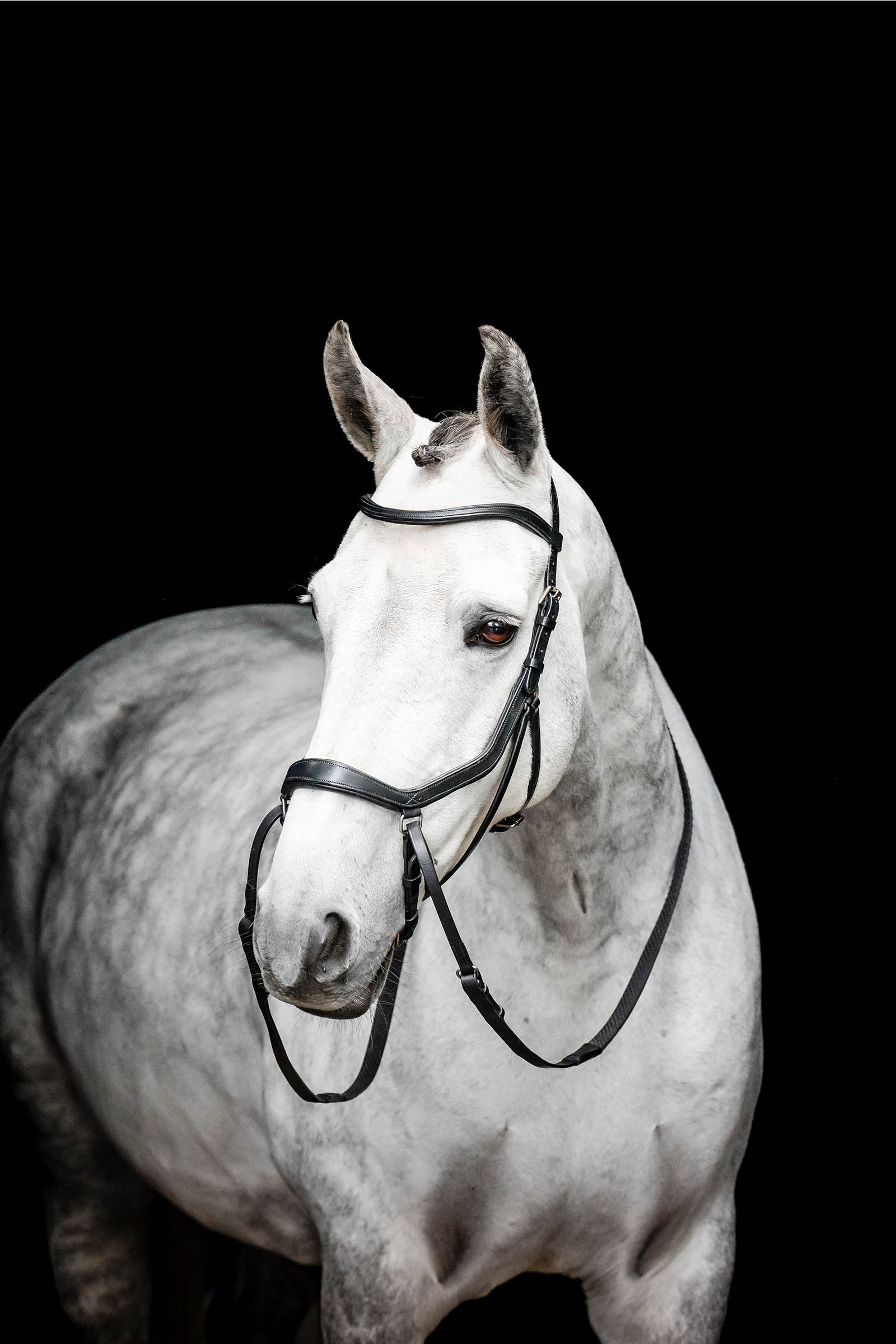 Black Horseware Micklem testiera senza morso