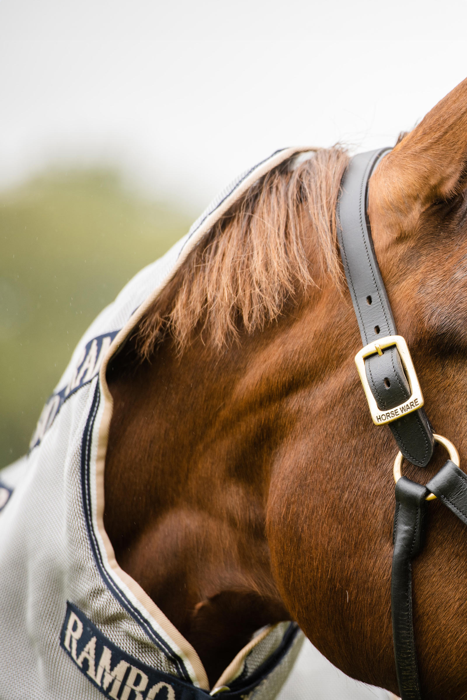 Horseware Rambo Protector coperta antimosche con collo staccabile