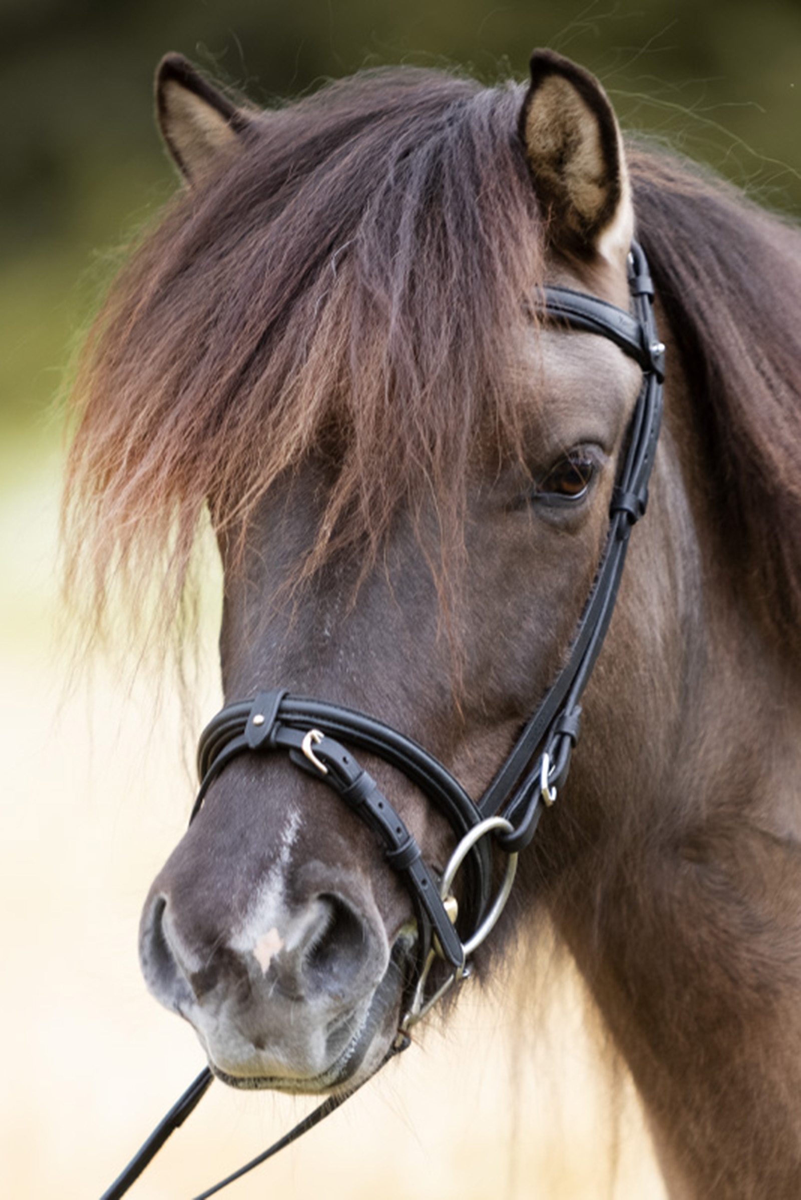 Capezzina inglese Kavalkade Svartur per briglia islandese Kjartan