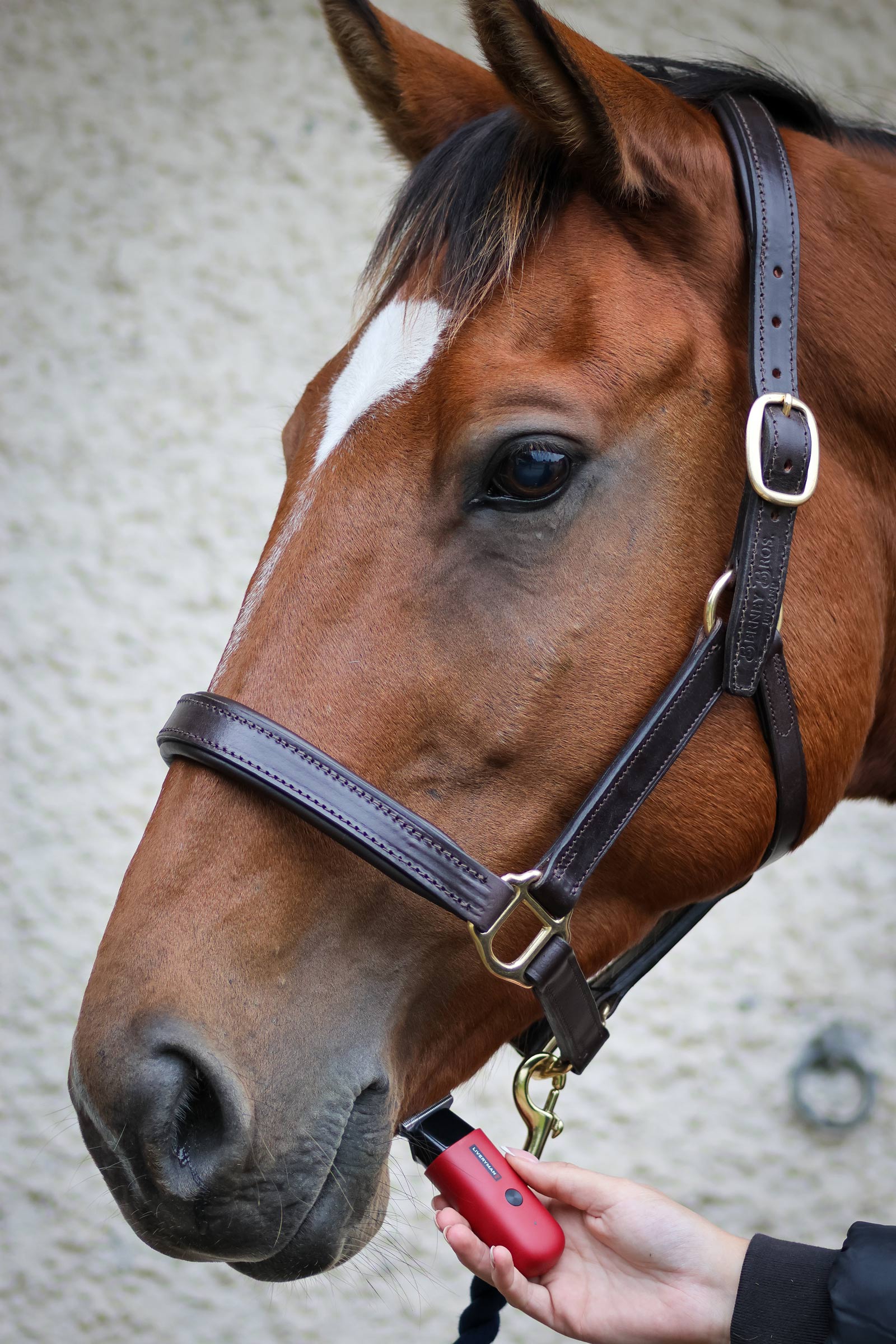 Liveryman Robin Tosatrice per rifiniture per cavalli