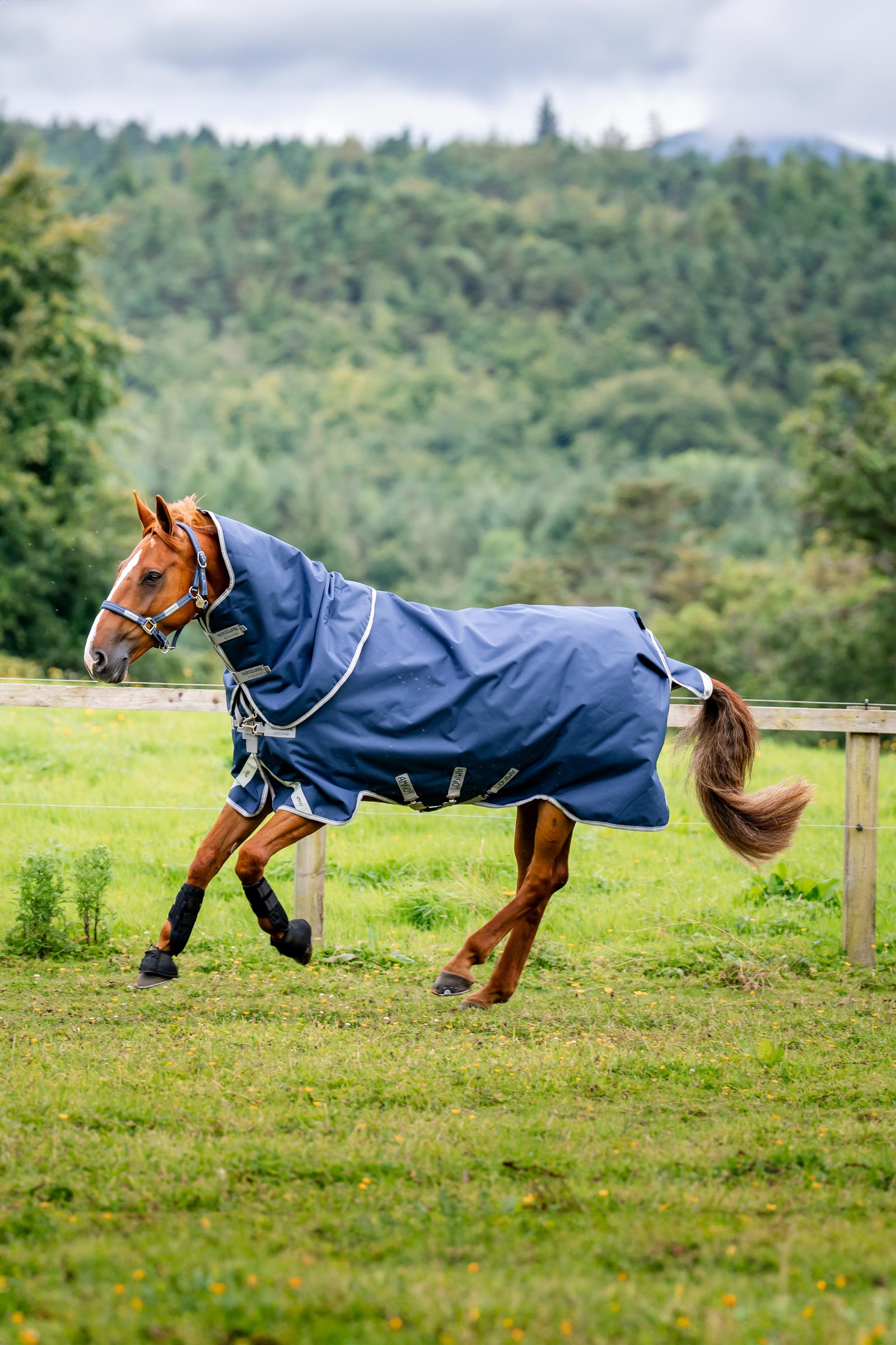 Horseware Amigo Bravo 12 Plus coperta da turnout, 250 g