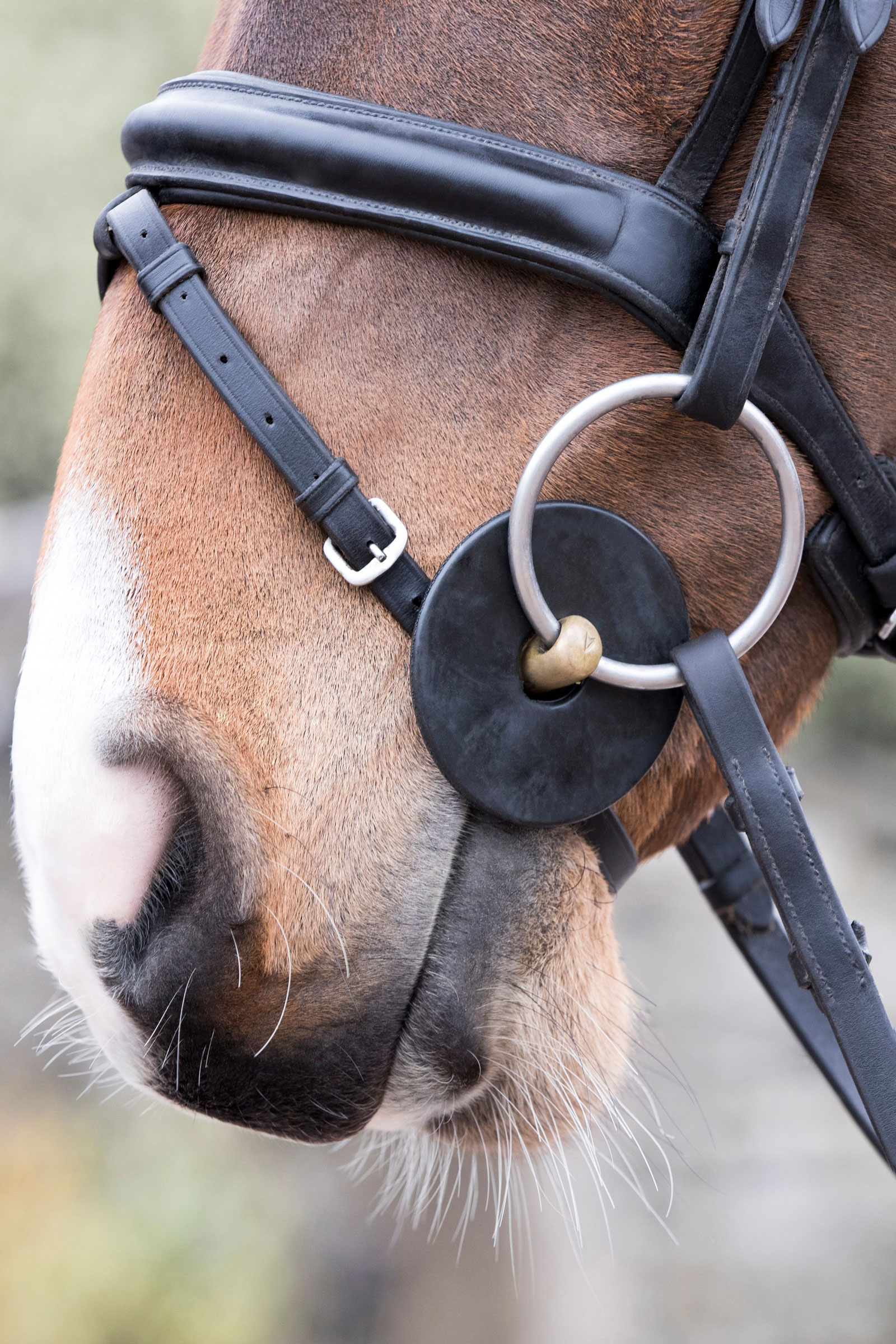 LeMieux anelli per imboccatura in silicone