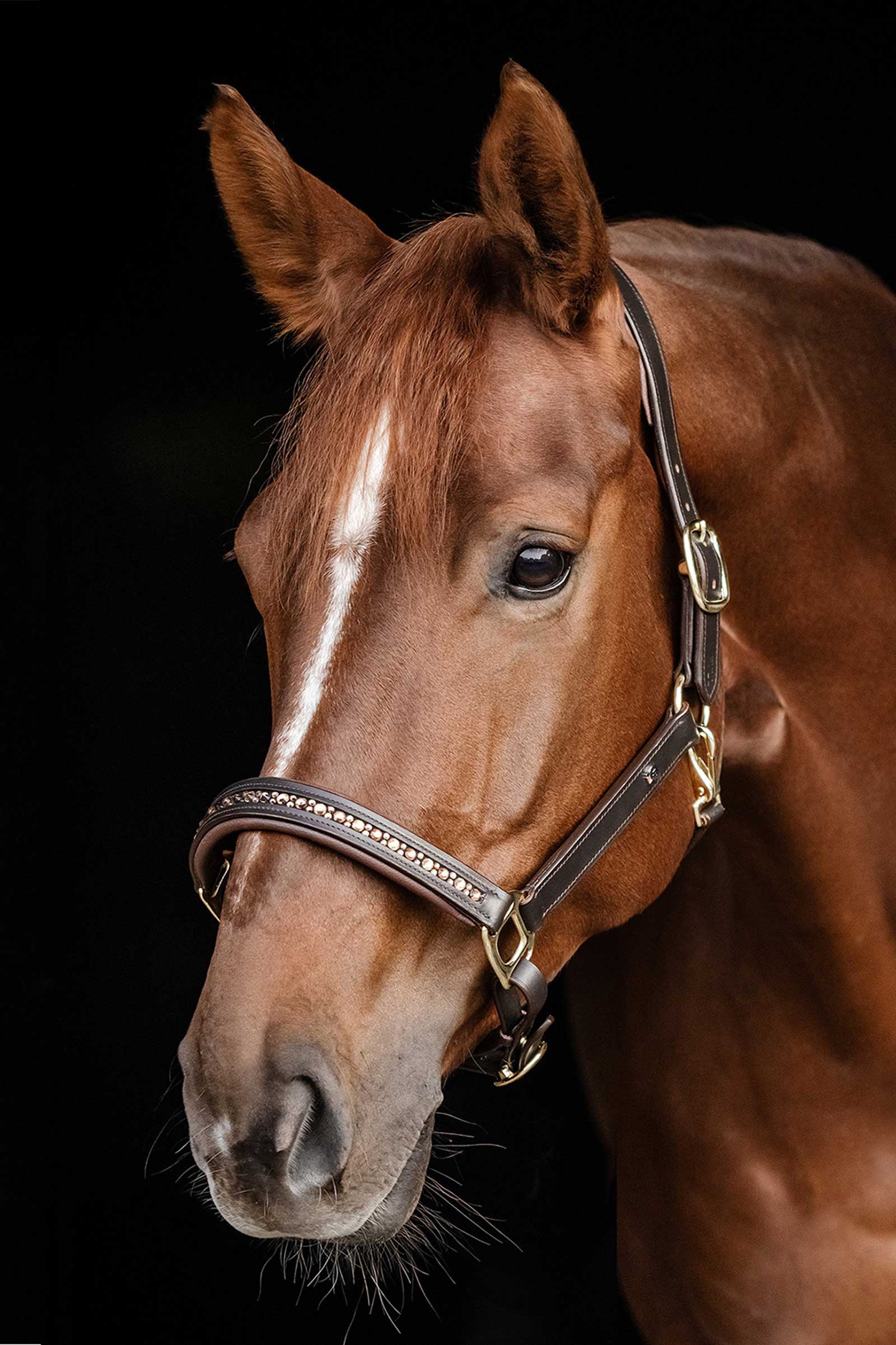 Waldhausen X-Line Crystal Cavezza in pelle