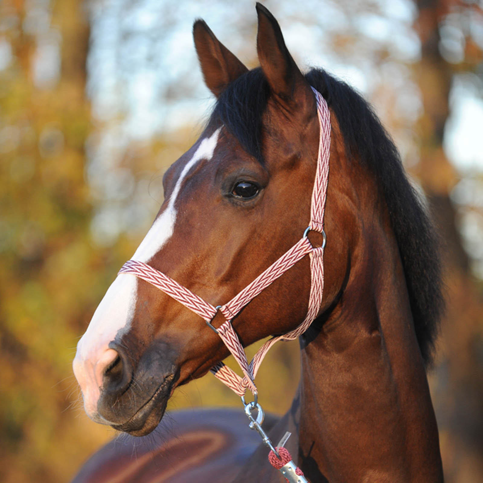 Cavezza semplice Kavalkade