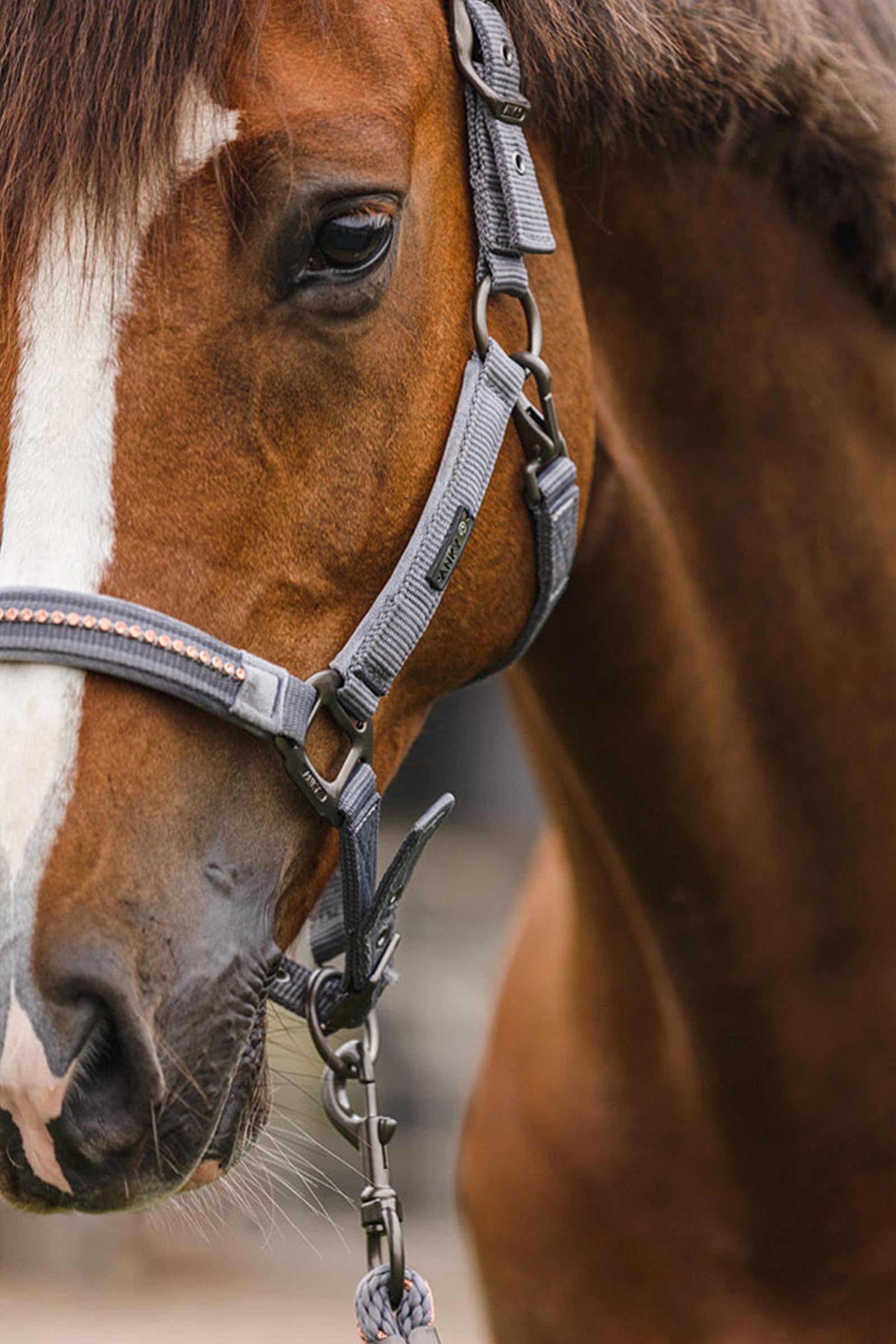 ANKY Stones Cavezza e longhina