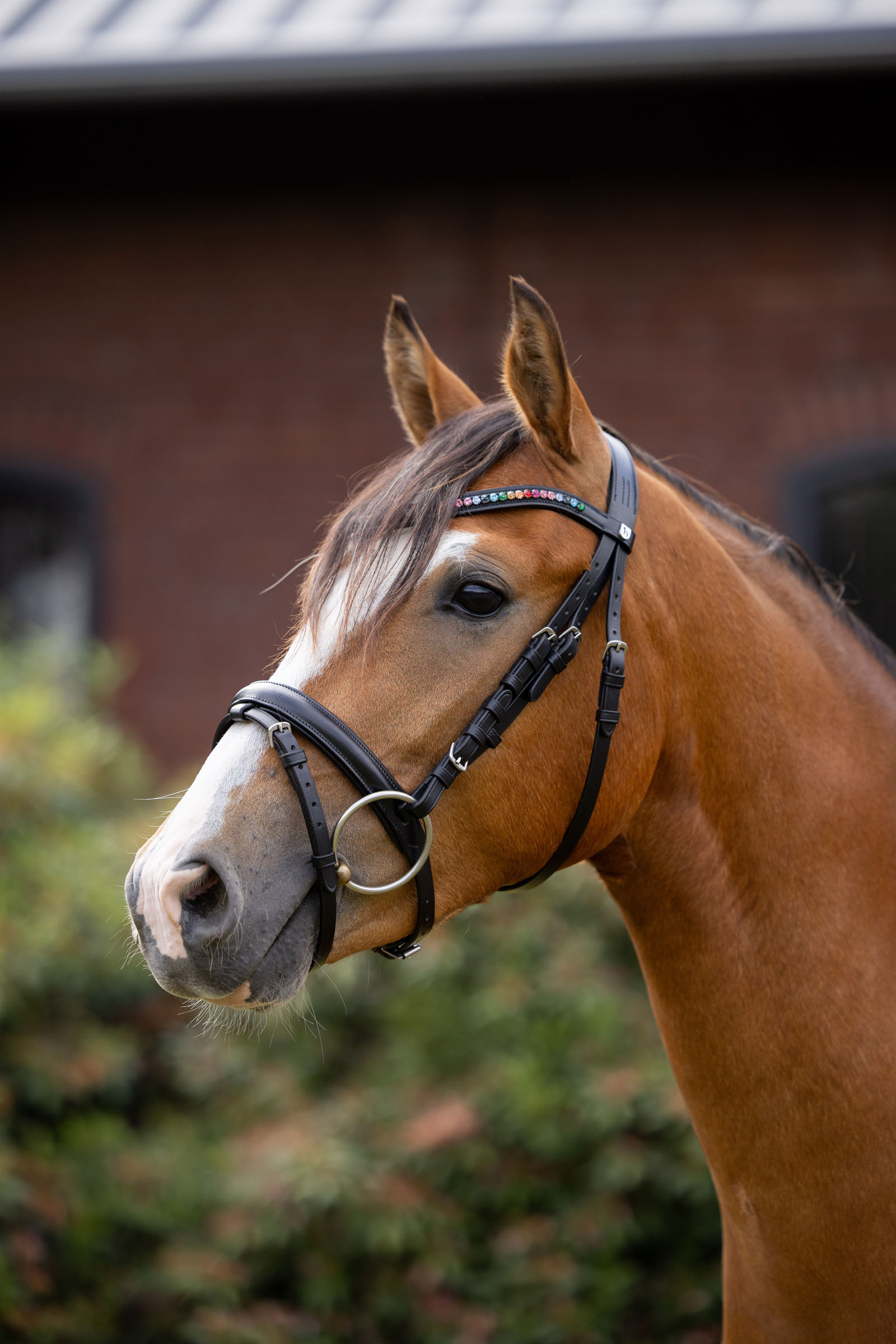 Horze testiera per pony Rainbow Dash