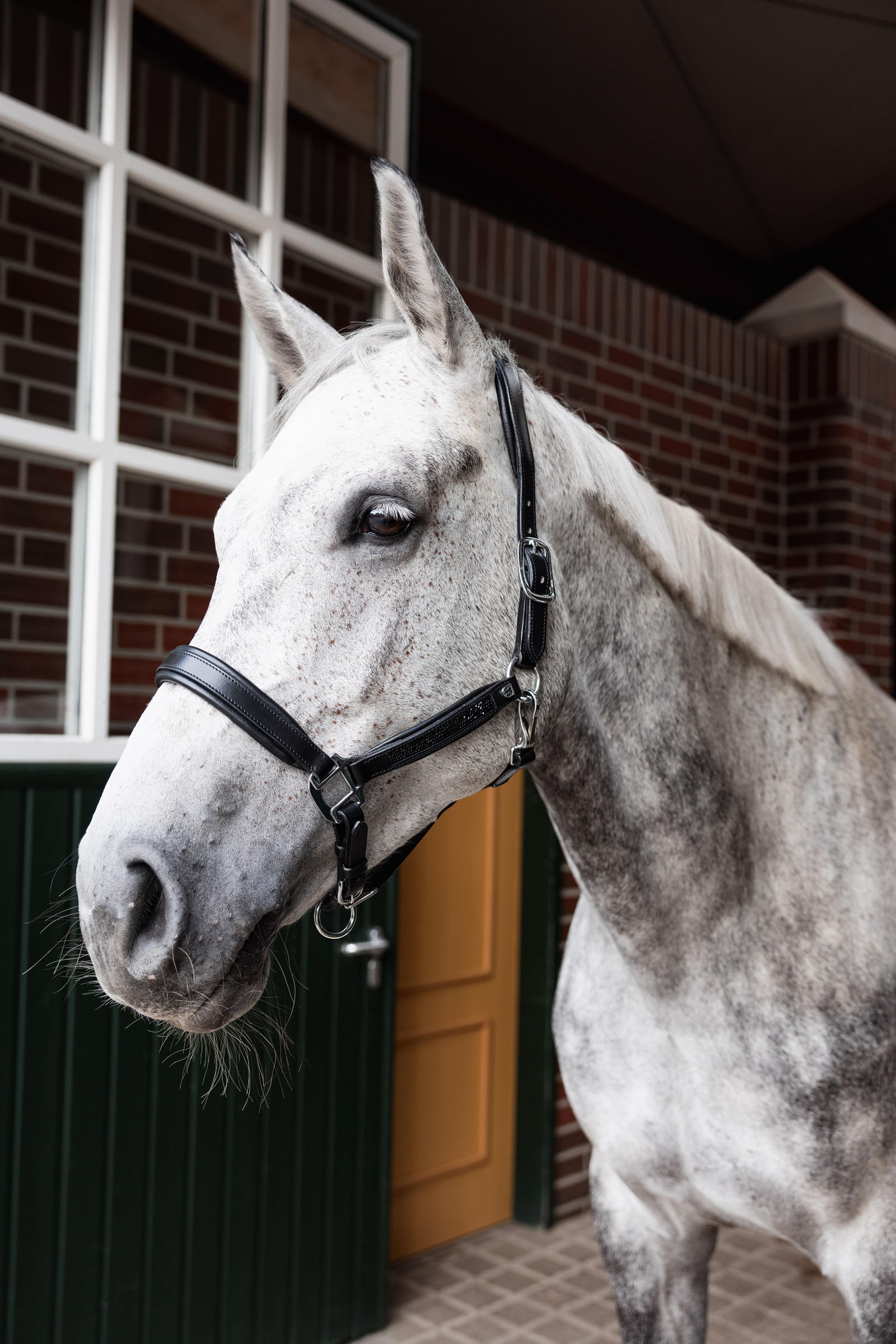 Horze Delémont Cavezza in pile