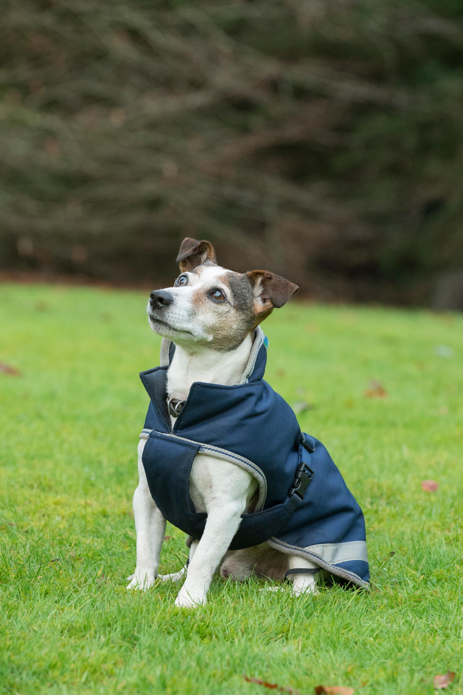 Bucas Freedom Coperta per cani, 50g (30-45 cm)