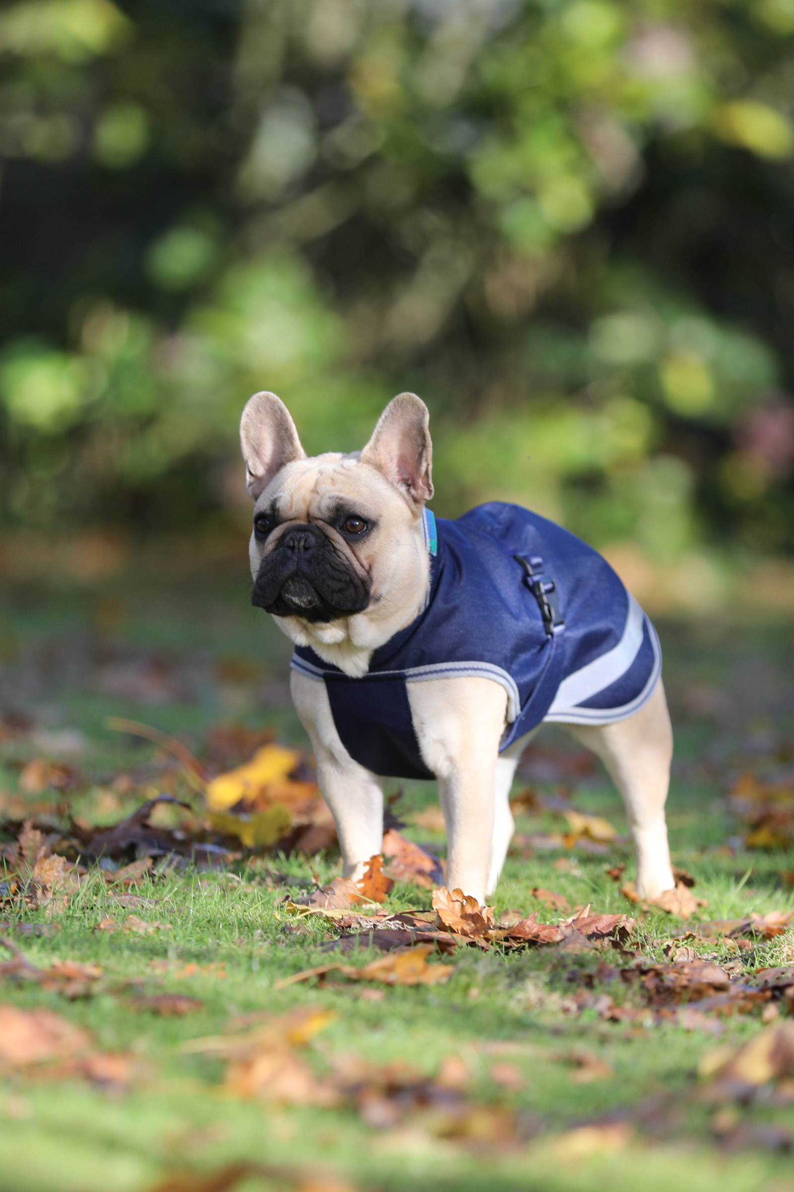 Bucas Freedom Coperta per cani, 50g (30-45 cm)