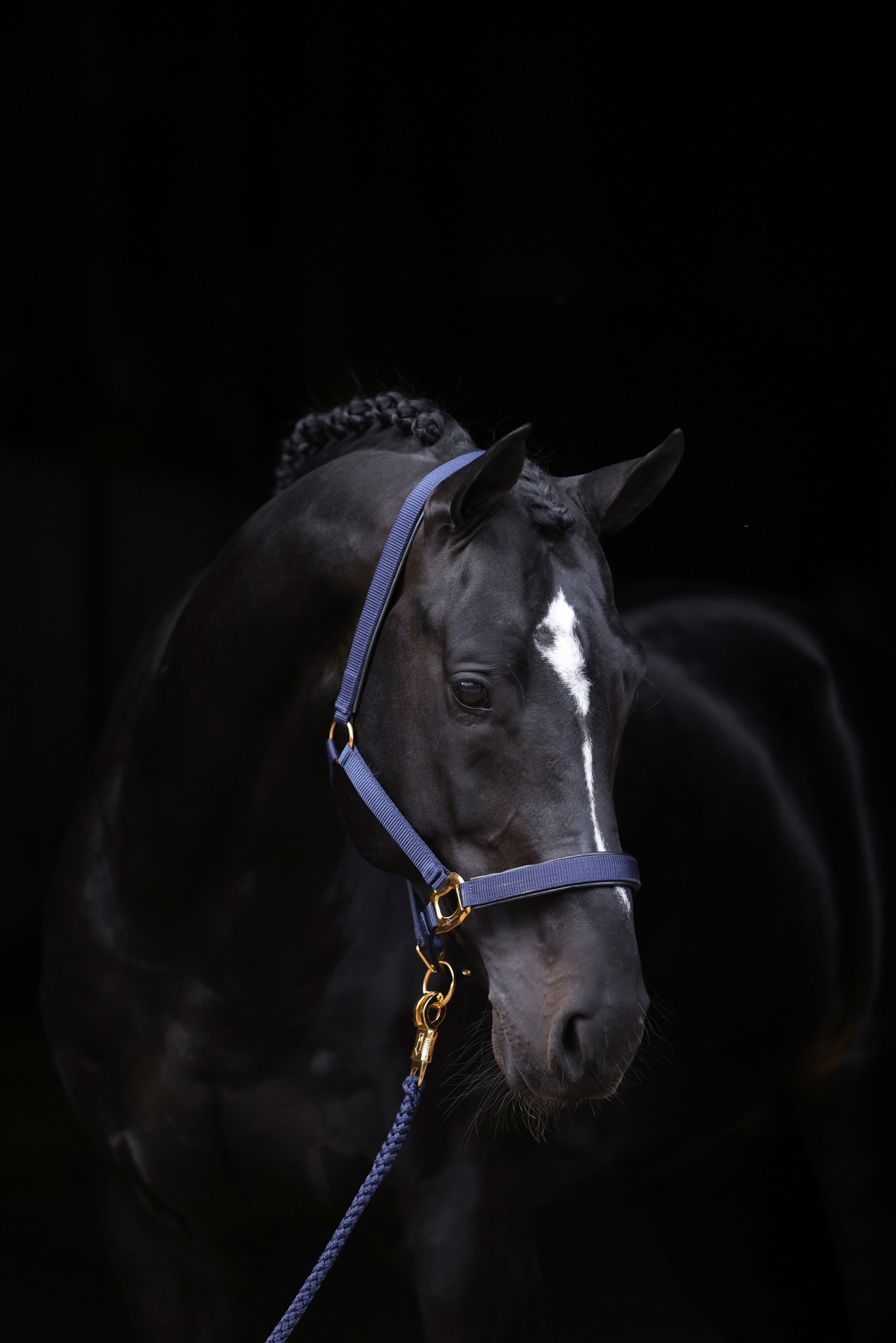 DB/AB Covalliero TopLine Cavezza