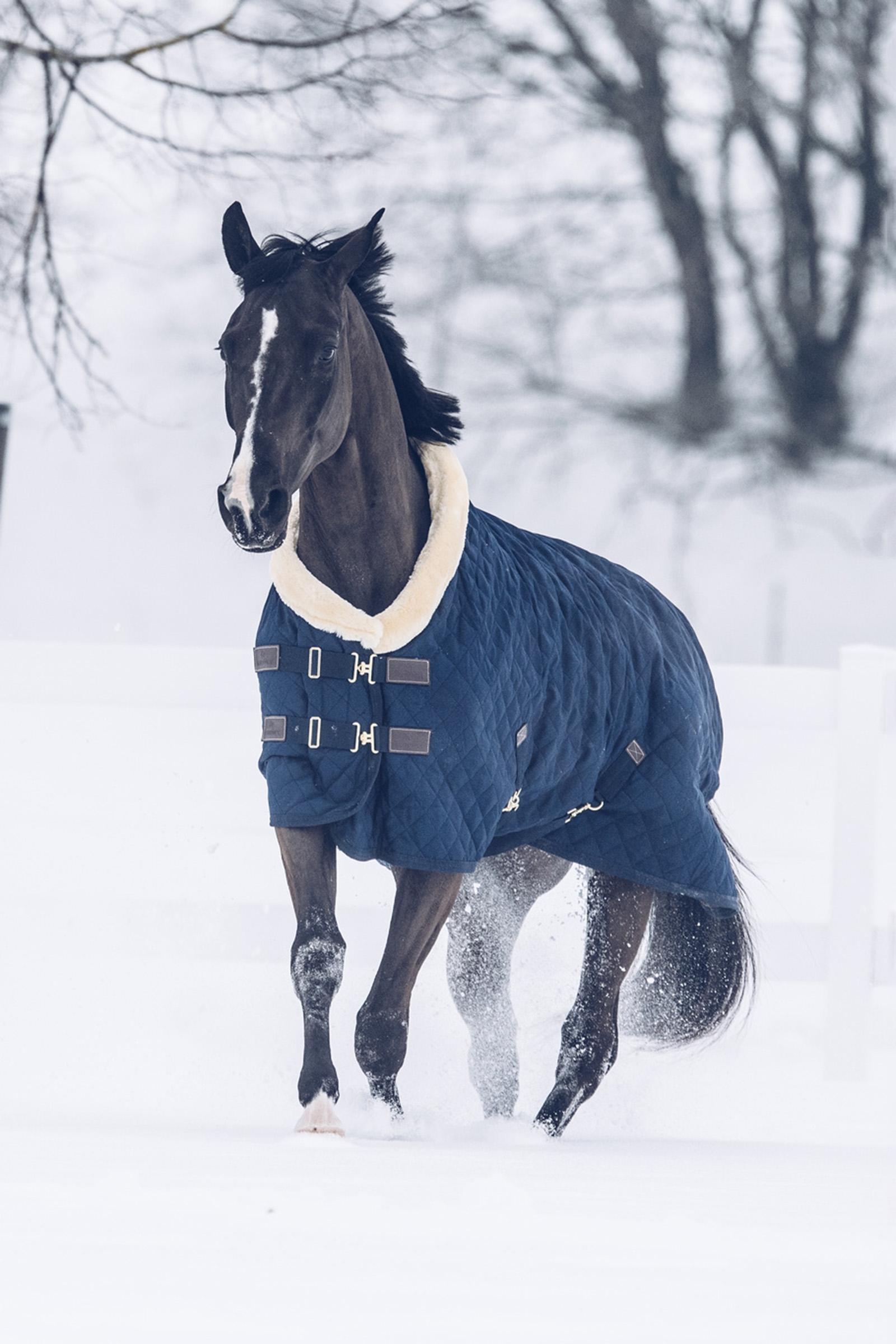 Tappeto Kentucky Horsewear Show, 160 g